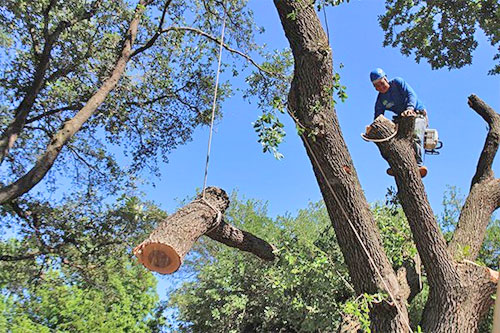 Tree Removal in Cherry Hill NJ | M.C. Professional Tree Service