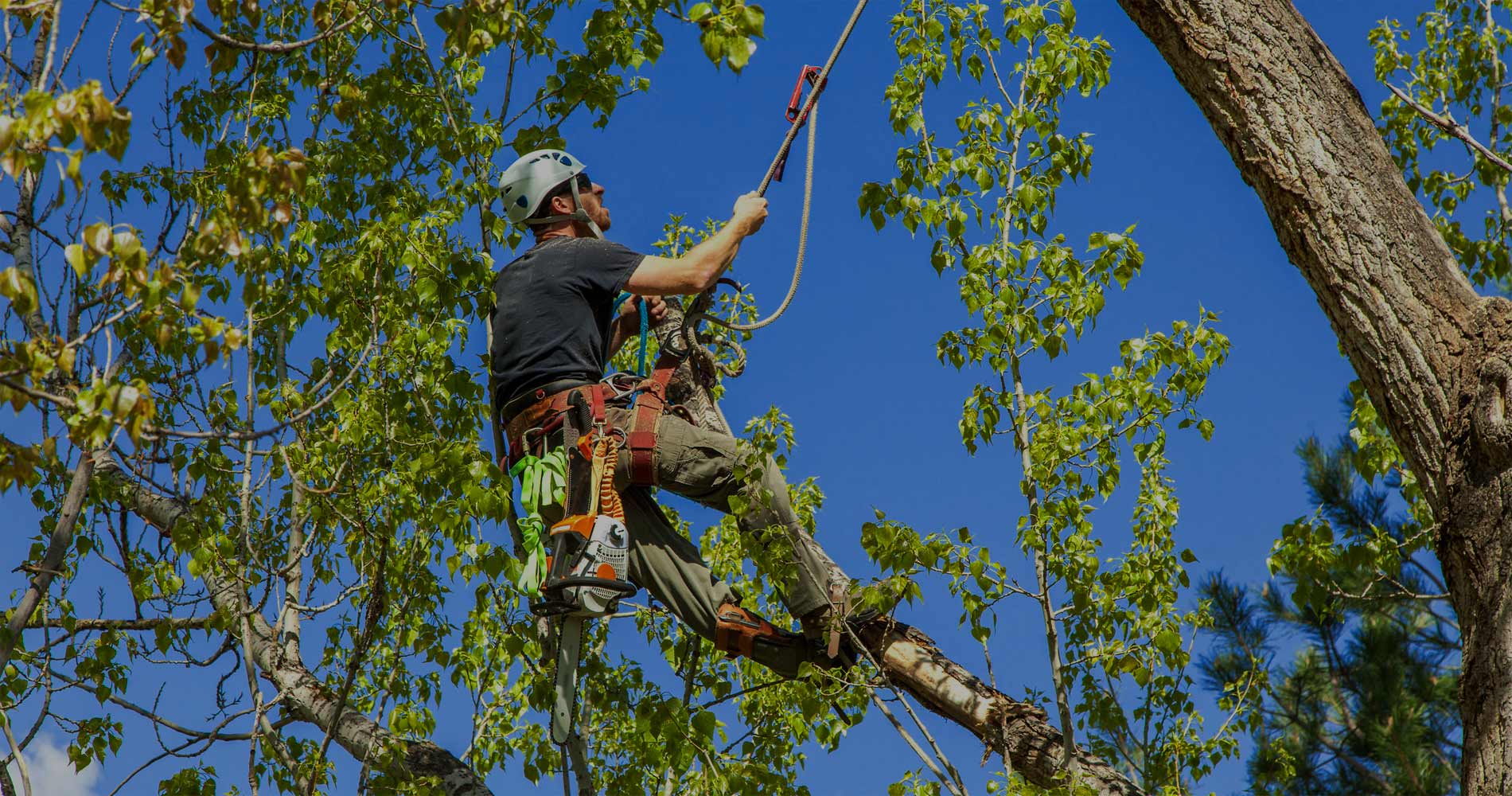 South Jersey Tree Removal - M.C. Professional Tree Service