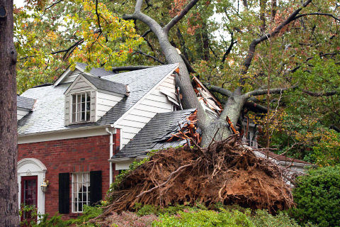 South Jersey EMERGENCY Storm Damage Yard Cleanup | M.C. Professional Tree Service