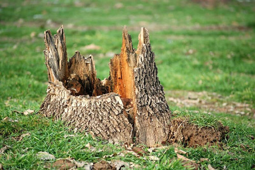 South Jersey Stump Grinding & Removal | M.C. Professional Tree Service