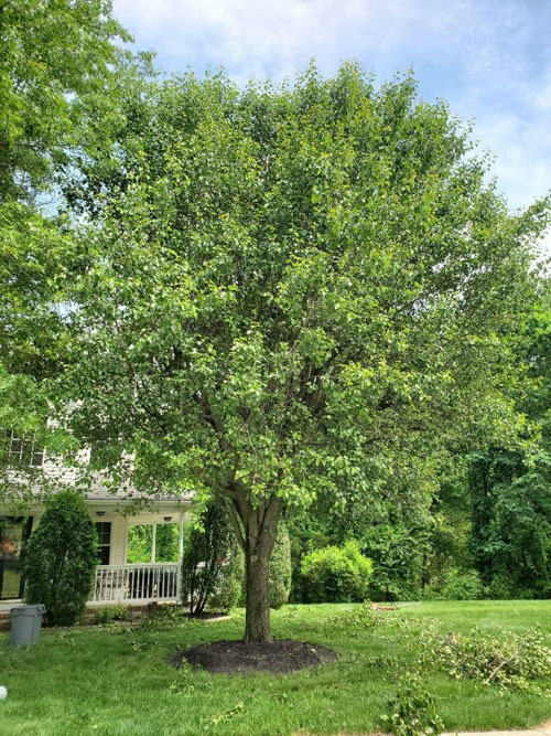South Jersey Tree Pruning & Trimming | M.C. Professional Tree Service