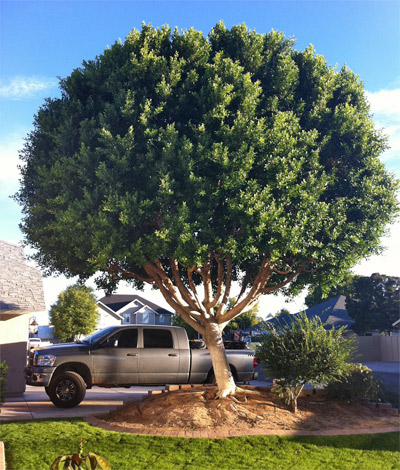 South Jersey Tree Pruning & Trimming | M.C. Professional Tree Service