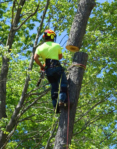 South Jersey Tree Removal | M.C. Professional Tree Service
