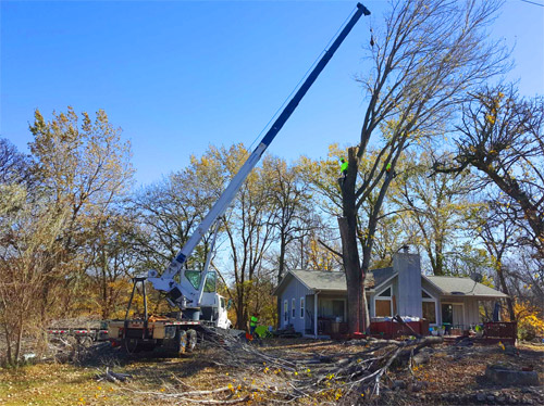 South Jersey Tree Removal | M.C. Professional Tree Service